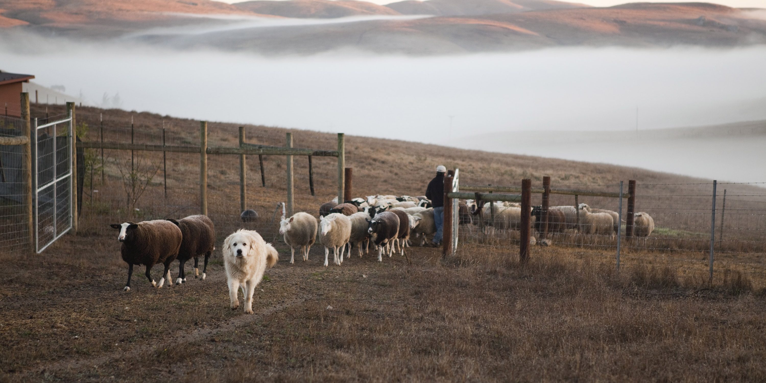 Barinaga Ranch Farmstead Sheep Milk Cheese