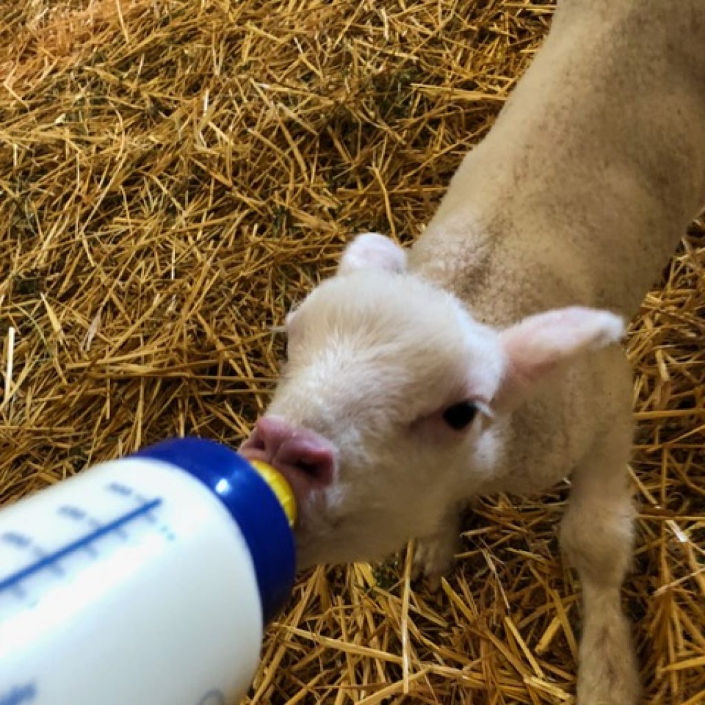 Why you should NEVER overfeed bottle lambs... Barinaga Ranch