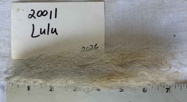 Lulu: Grey Romney Raw Fleece - Image 10