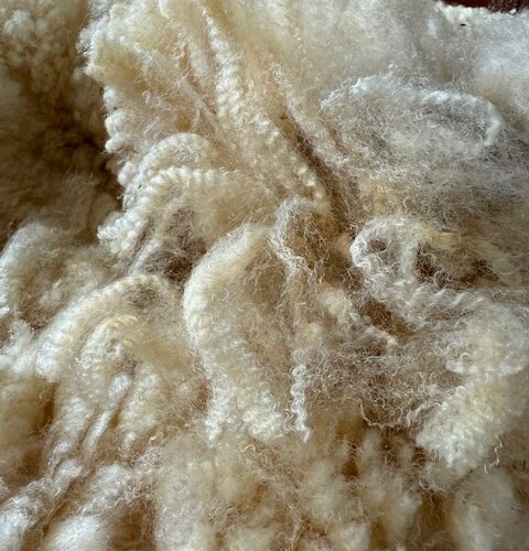 Persis: Cormo/Corriedale White Raw Fleece