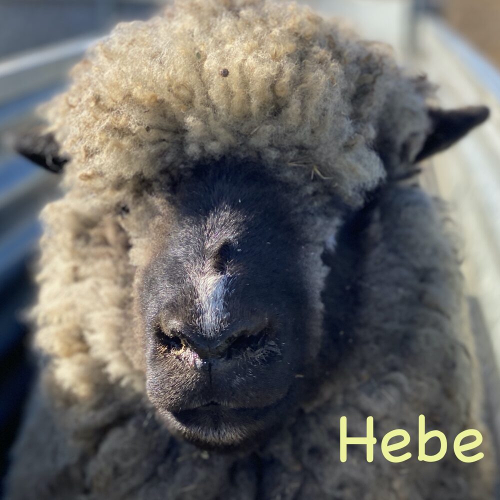 Hebe: Light-grey Romney Raw Fleece - Image 9