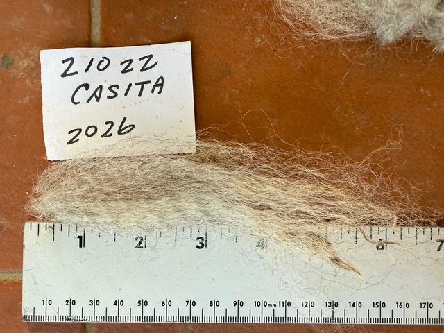 Casita: Grey Romney Raw Fleece - Image 4