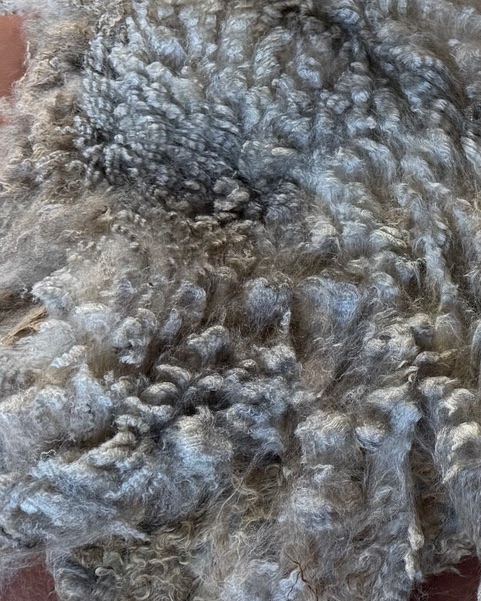 Casita: Grey Romney Raw Fleece