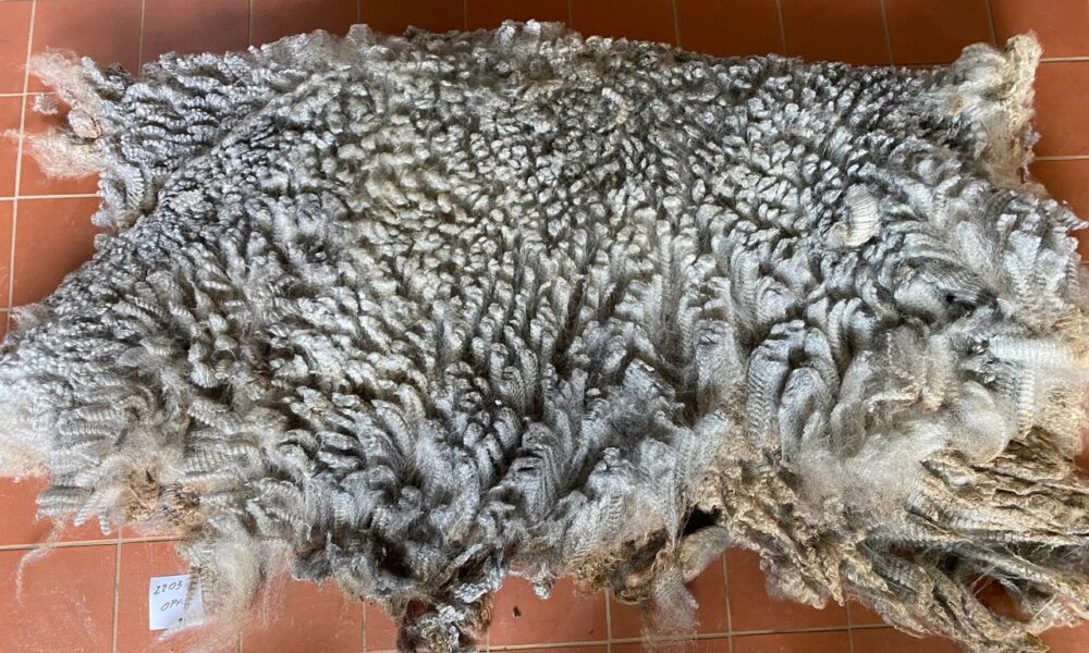 Opal: Grey Romney Raw Fleece