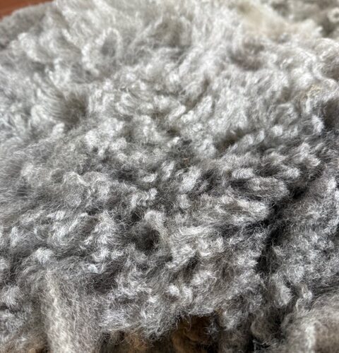 Lily: East Friesian x Romney "Romnesian" Grey Raw Fleece