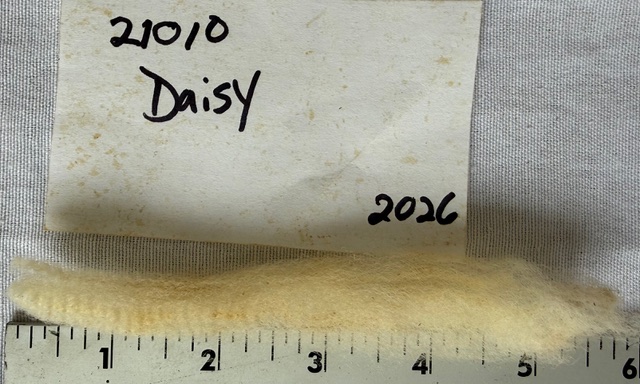 Daisy: Corriedale-Cormo Raw White Fleece - Image 9