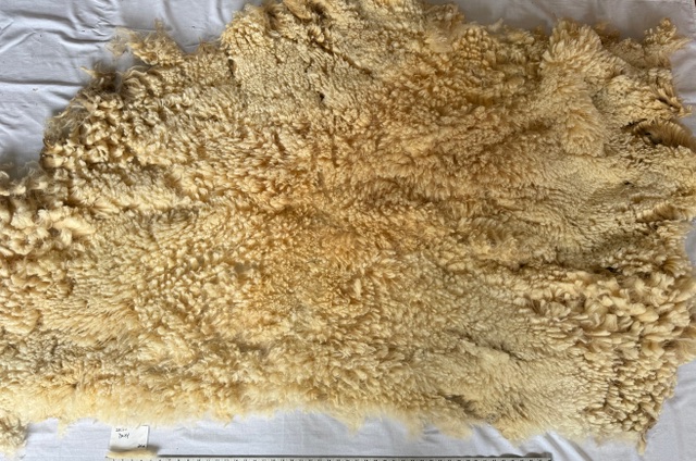 Daisy: Corriedale-Cormo Raw White Fleece - Image 7