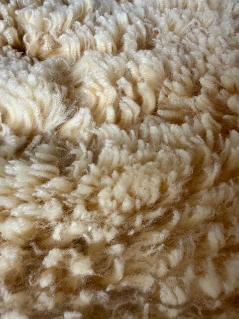 Daisy: Corriedale-Cormo Raw White Fleece - Image 6