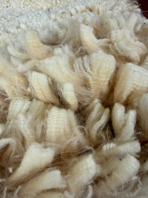Daisy: Corriedale-Cormo Raw White Fleece - Image 5