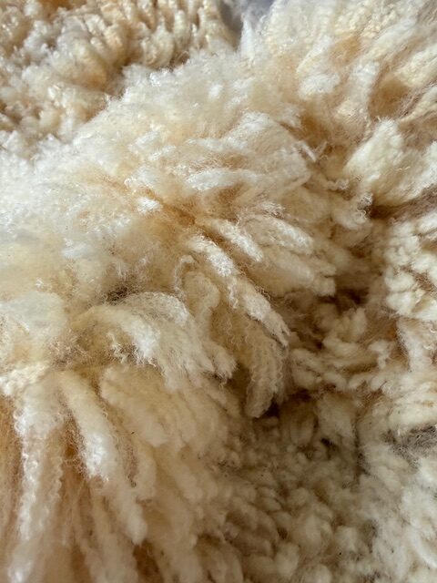 Daisy: Corriedale-Cormo Raw White Fleece - Image 4