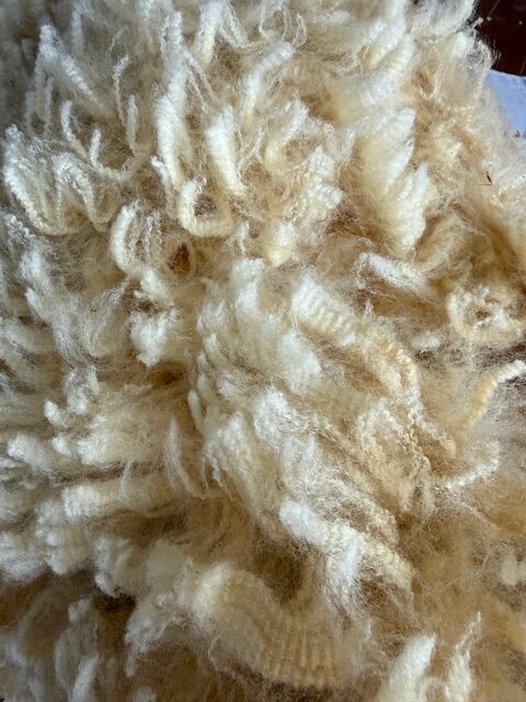 Daisy: Corriedale-Cormo Raw White Fleece - Image 3