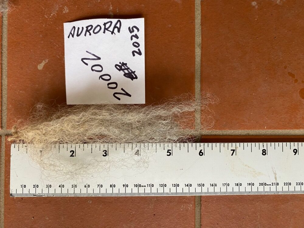 Aurora: Grey Romney Raw Fleece - Image 9