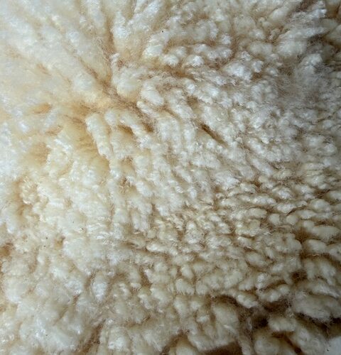Flurry: White Corriedale Raw Fleece