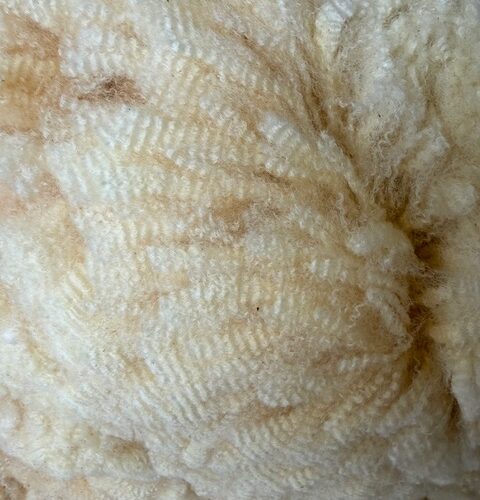 Diana: 75% Cormo White Fleece