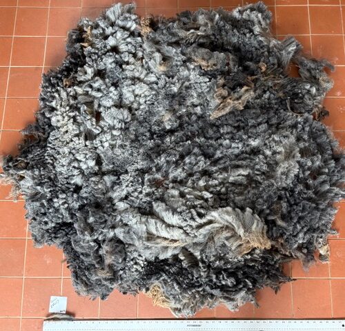 Quail: Grey Romney Raw Fleece