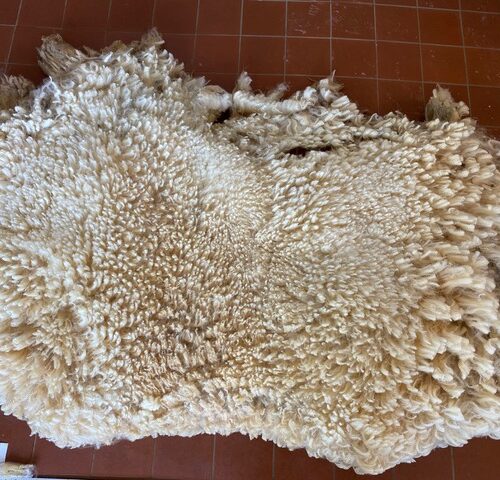 Nora: White Corriedale Raw Fleece