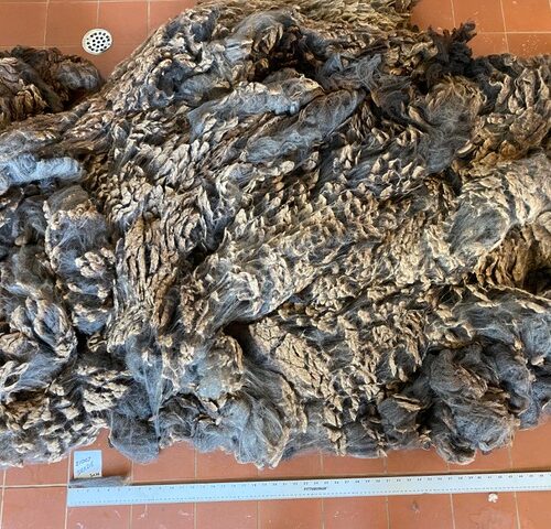 Shade: Black Corriedale Raw Fleece