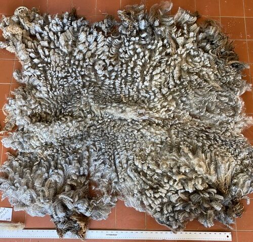 Aulait: Grey Romney Raw Fleece