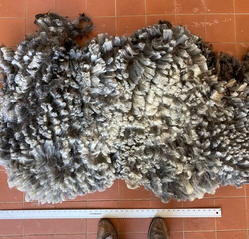 Bronte: Grey Romney Raw Fleece