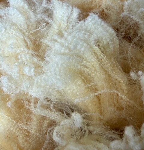 Ariel: 75% Cormo White Fleece