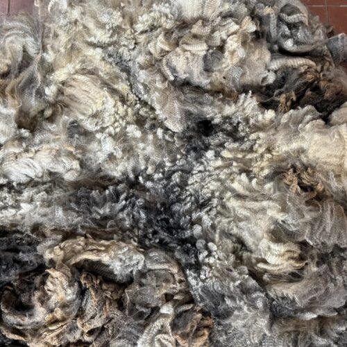 Wren: Grey Romney Raw Fleece