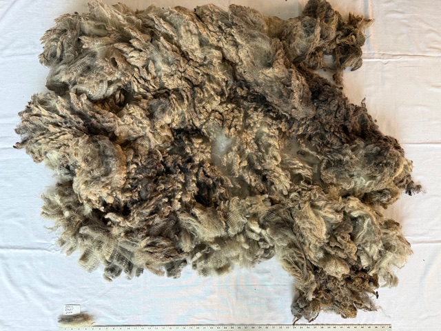 Quail: Grey Romney Raw Fleece - Image 4