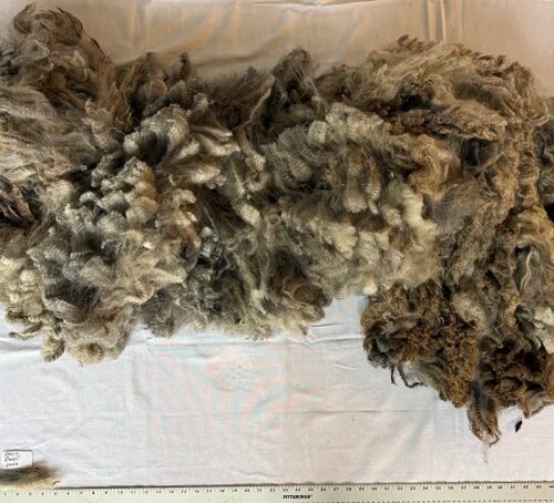 Quail: Grey Romney Raw Fleece