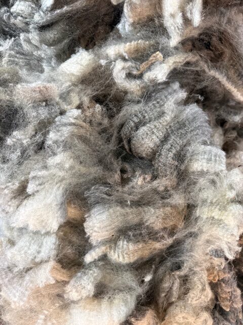 Quail: Grey Romney Raw Fleece - Image 3