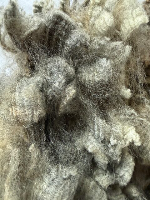 Quail: Grey Romney Raw Fleece - Image 2