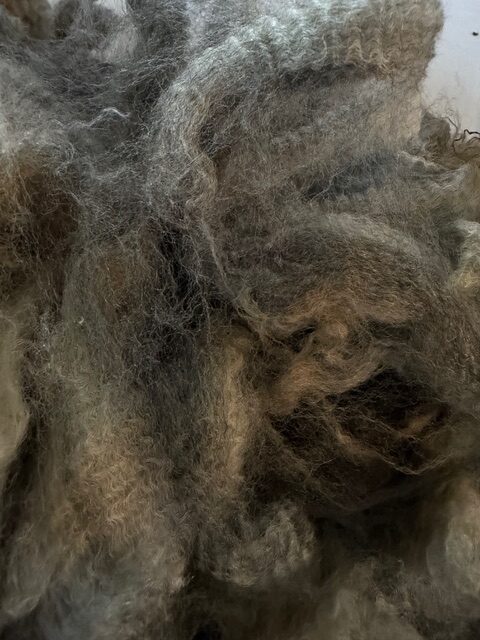Quail: Grey Romney Raw Fleece - Image 6