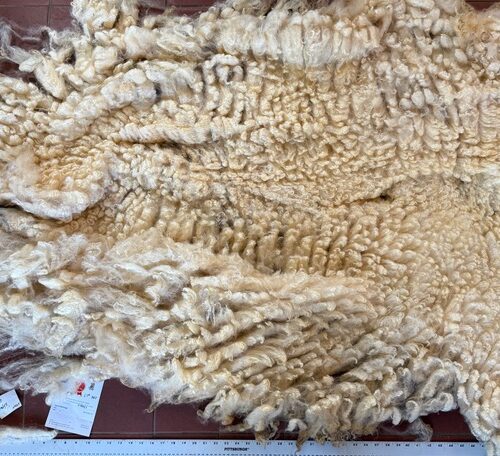 Gladys: White Romney Raw Fleece