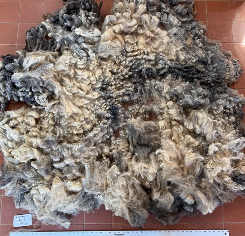 Wren: Grey Romney Raw Fleece