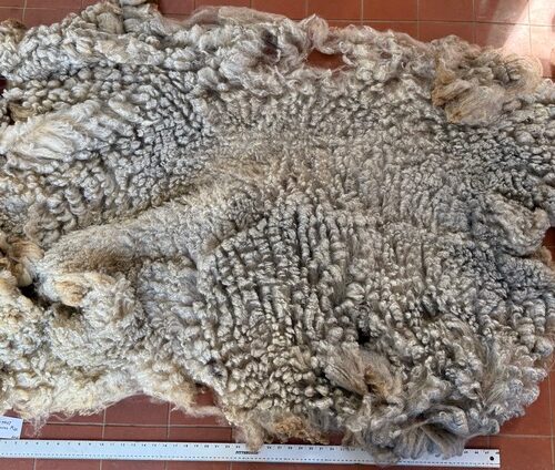 Swiss Miss: Light-grey Romney Raw Fleece