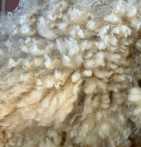 Pearl: White Romney Raw Fleece