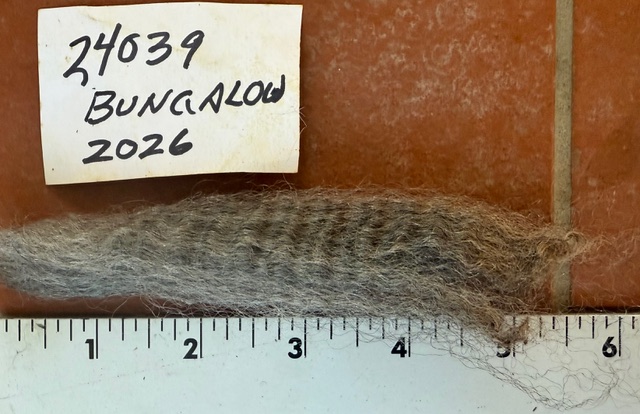 Bungalow: Grey Romney Raw Fleece - Image 12