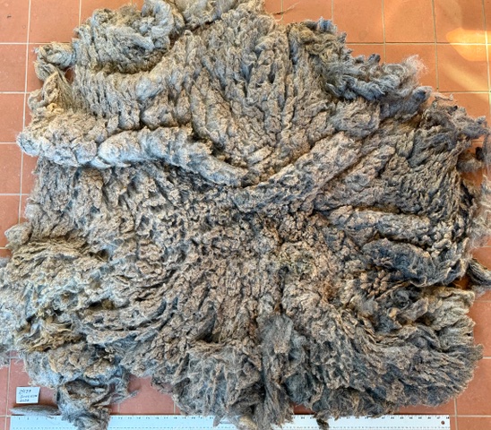Bungalow: Grey Romney Raw Fleece - Image 9