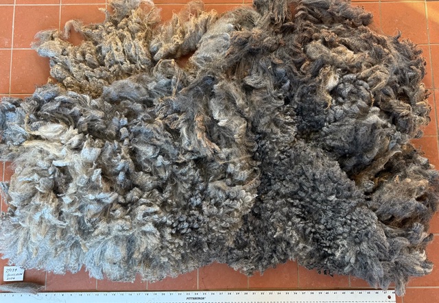 Bungalow: Grey Romney Raw Fleece