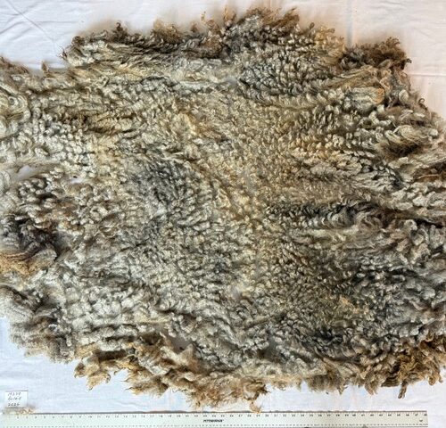 Aulait: Grey Romney Raw Fleece
