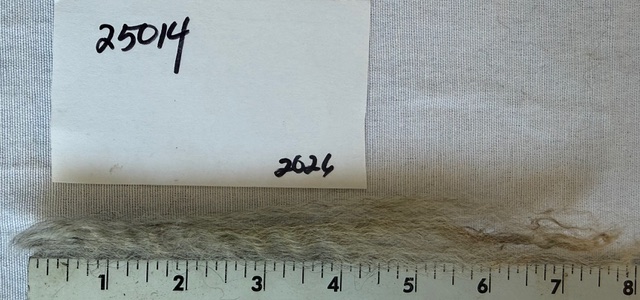 Lucy: Grey Romney Raw Fleece - Image 10