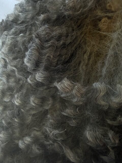 Lucy: Grey Romney Raw Fleece - Image 8