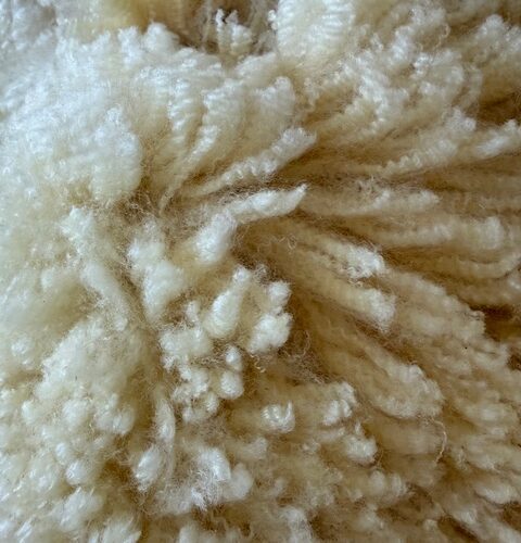 Nora: White Corriedale Raw Fleece
