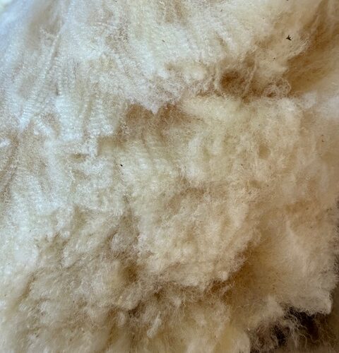 Sarina: 75% Cormo White Fleece