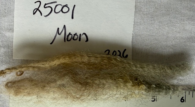 Moon: Grey Romney Raw Fleece - Image 8