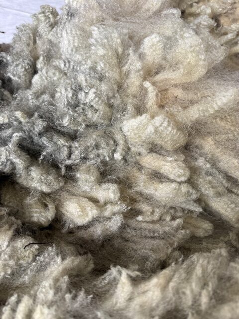 Moon: Grey Romney Raw Fleece - Image 6
