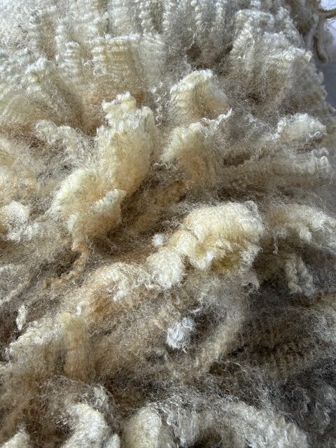 Moon: Grey Romney Raw Fleece - Image 2