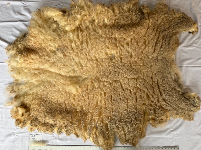 Gladys: White Romney Raw Fleece - Image 8