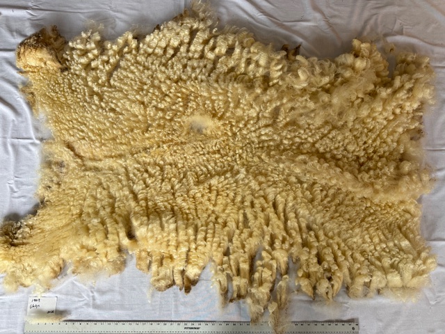 Gladys: White Romney Raw Fleece - Image 7