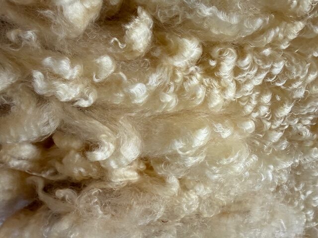 Gladys: White Romney Raw Fleece - Image 5