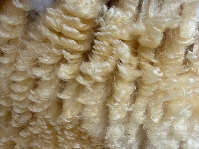 Gladys: White Romney Raw Fleece - Image 6