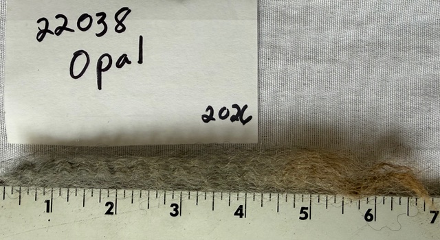 Opal: Grey Romney Raw Fleece - Image 12